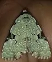 Green Leuconycta - Hodges#9065 - photo 4