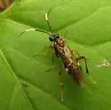Leucopelmonus annulicornis