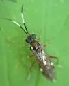 Leucopelmonus annulicornis - photo 3