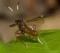 Leucopelmonus annulicornis - photo 4