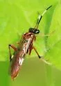 Leucopelmonus annulicornis - photo 5