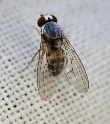 Leucophenga maculata