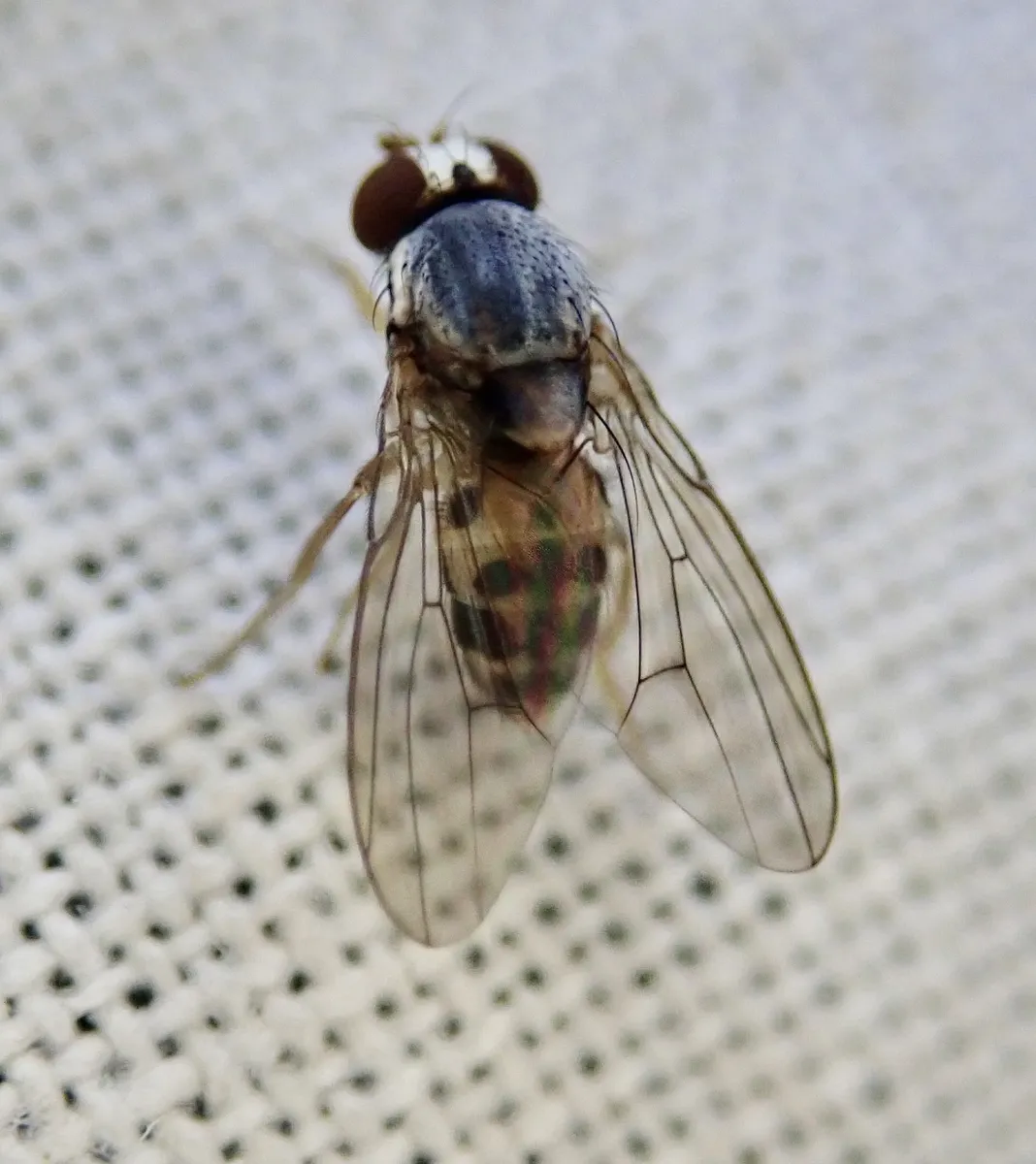 Leucophenga maculata - photo 3