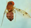 Leucophenga maculosa
