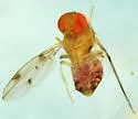Leucophenga maculosa - photo 2