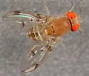 Leucophenga maculosa - photo 4