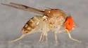 Leucophenga maculosa - photo 5