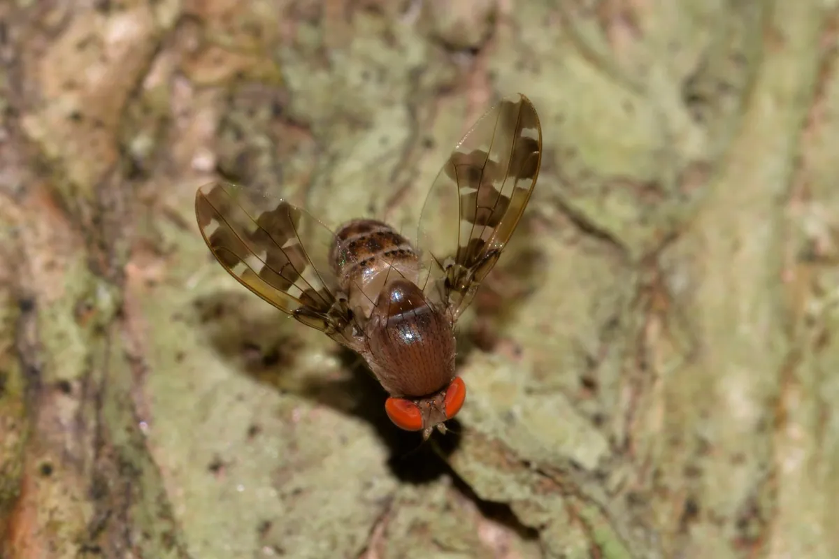 Leucophenga regina - photo 3
