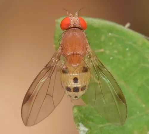 Leucophenga varia - photo 2