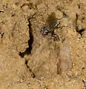 Leucophora apivora