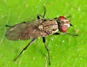 Leucophora johnsoni