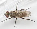 Leucophora johnsoni - photo 2