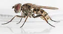 Leucophora johnsoni - photo 3