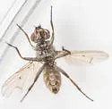 Leucophora johnsoni - photo 4
