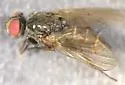 Leucophora johnsoni - photo 5