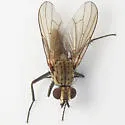 Leucophora marylandica