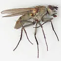 Leucophora marylandica - photo 3
