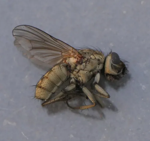 Leucophora obtusa