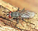 Leucophora unilineata - photo 2