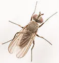 Leucophora unilineata - photo 3