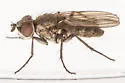 Leucophora unilineata - photo 4