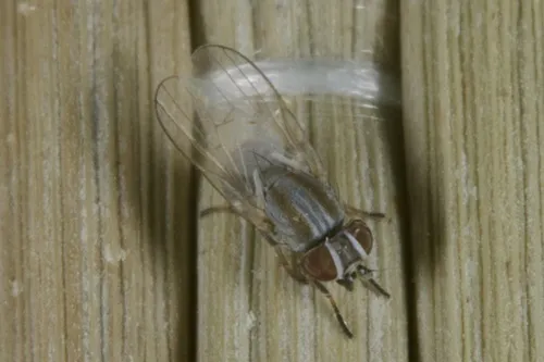 Leucopis alticeps
