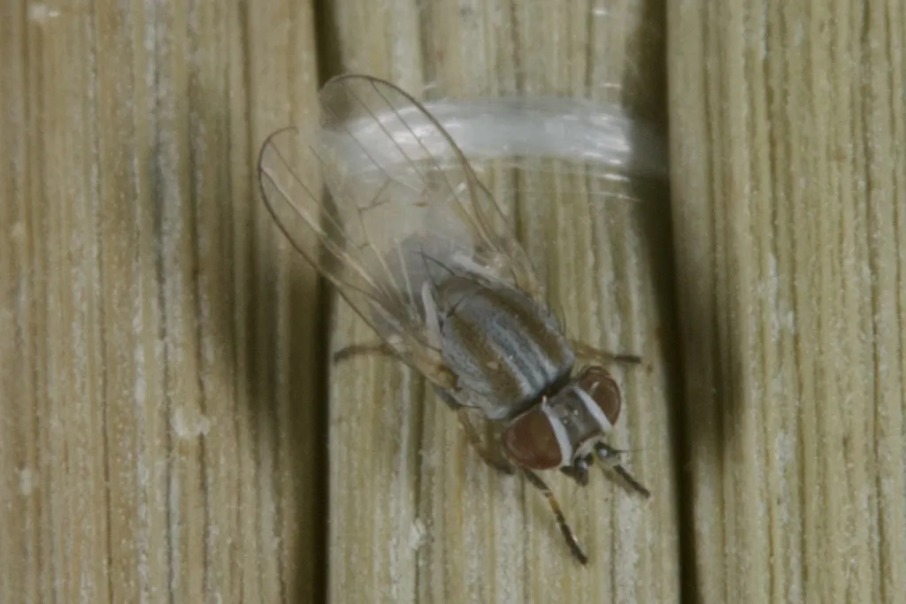 Leucopis alticeps - photo 2