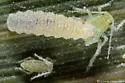 Leucopis argentata