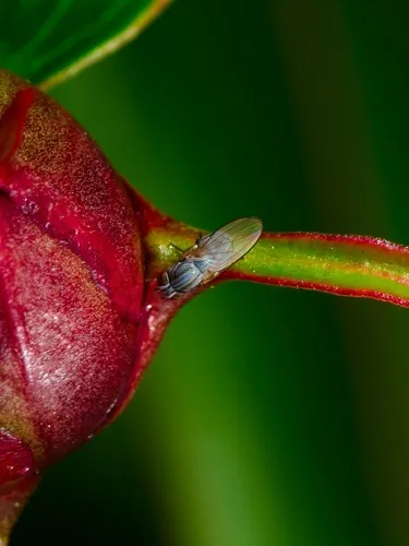 Leucopis atritarsis