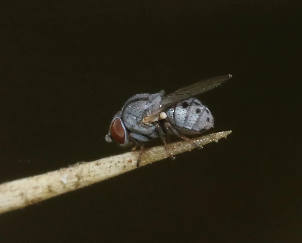 Leucopis bellula