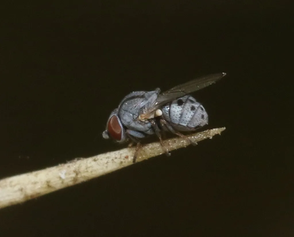 Leucopis bellula - photo 3