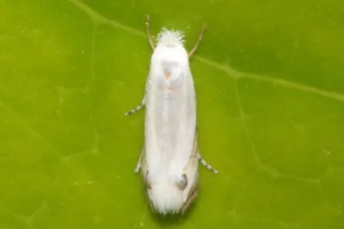 Leucoptera caffeina