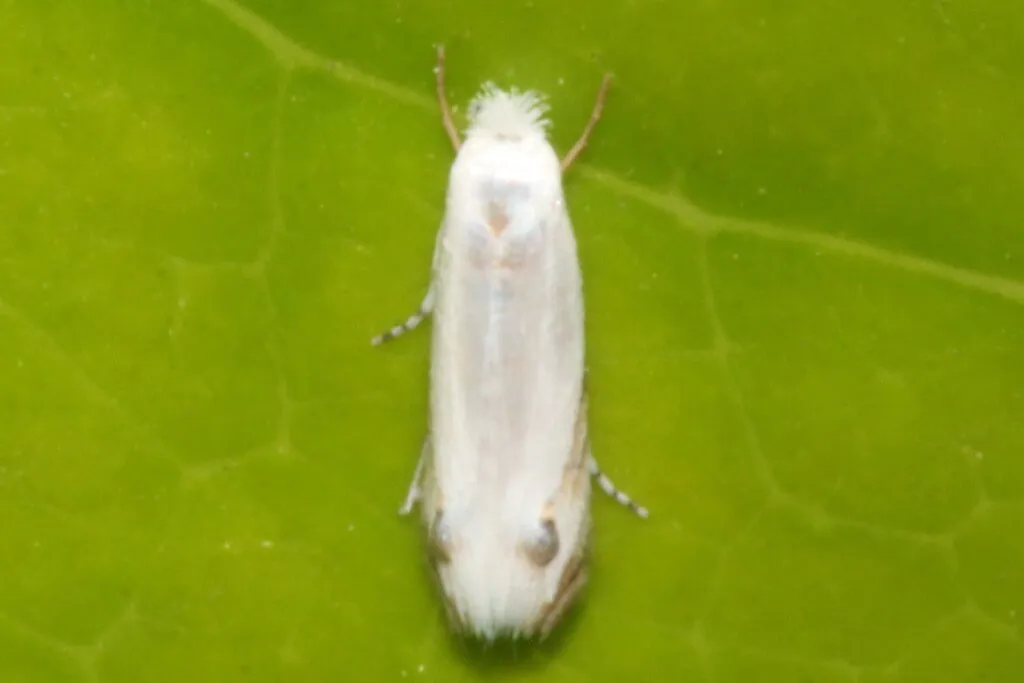 Leucoptera caffeina - photo 2