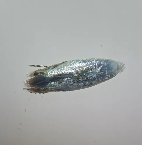Leucoptera coffeella