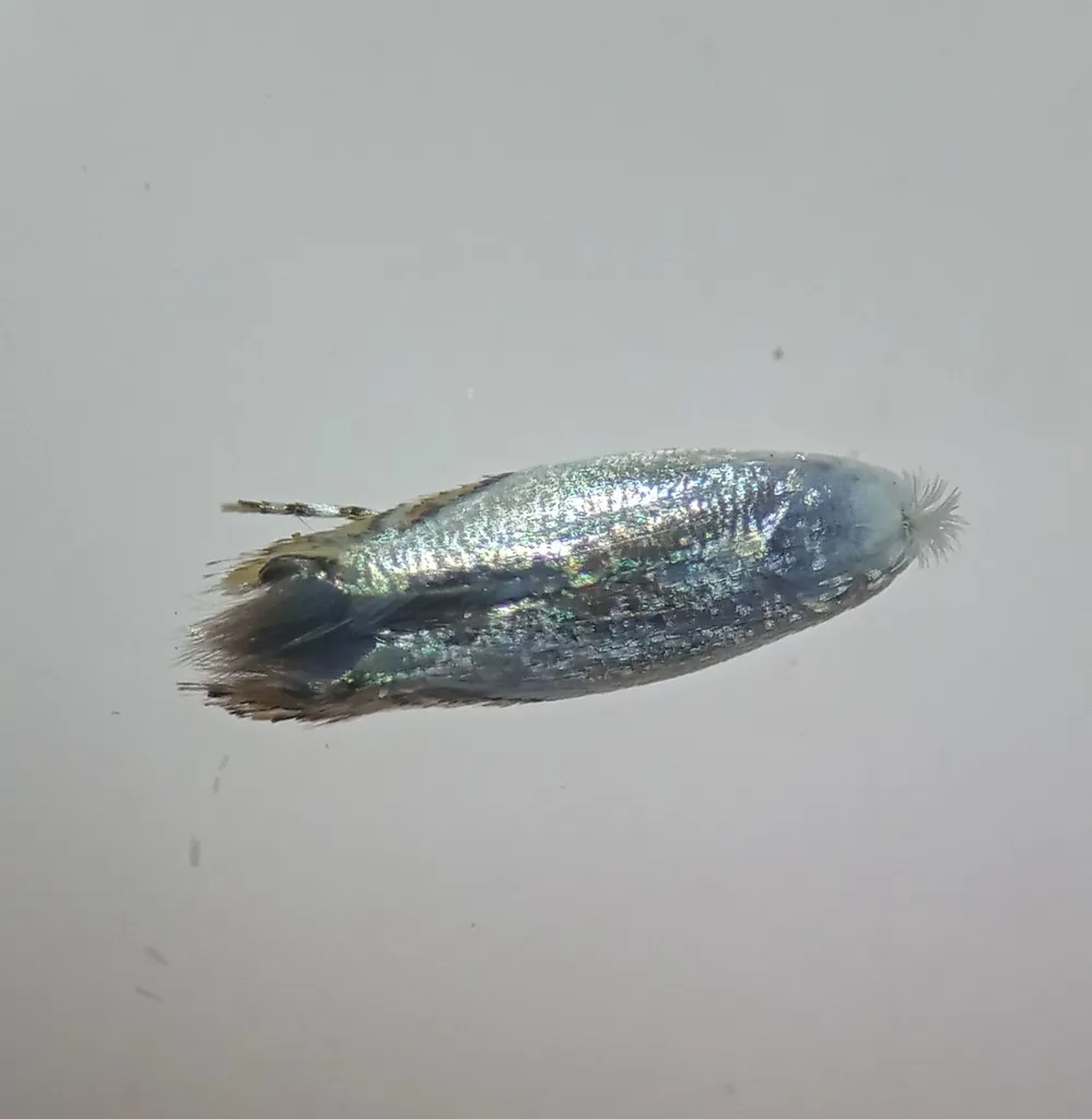 Leucoptera coffeella - photo 2