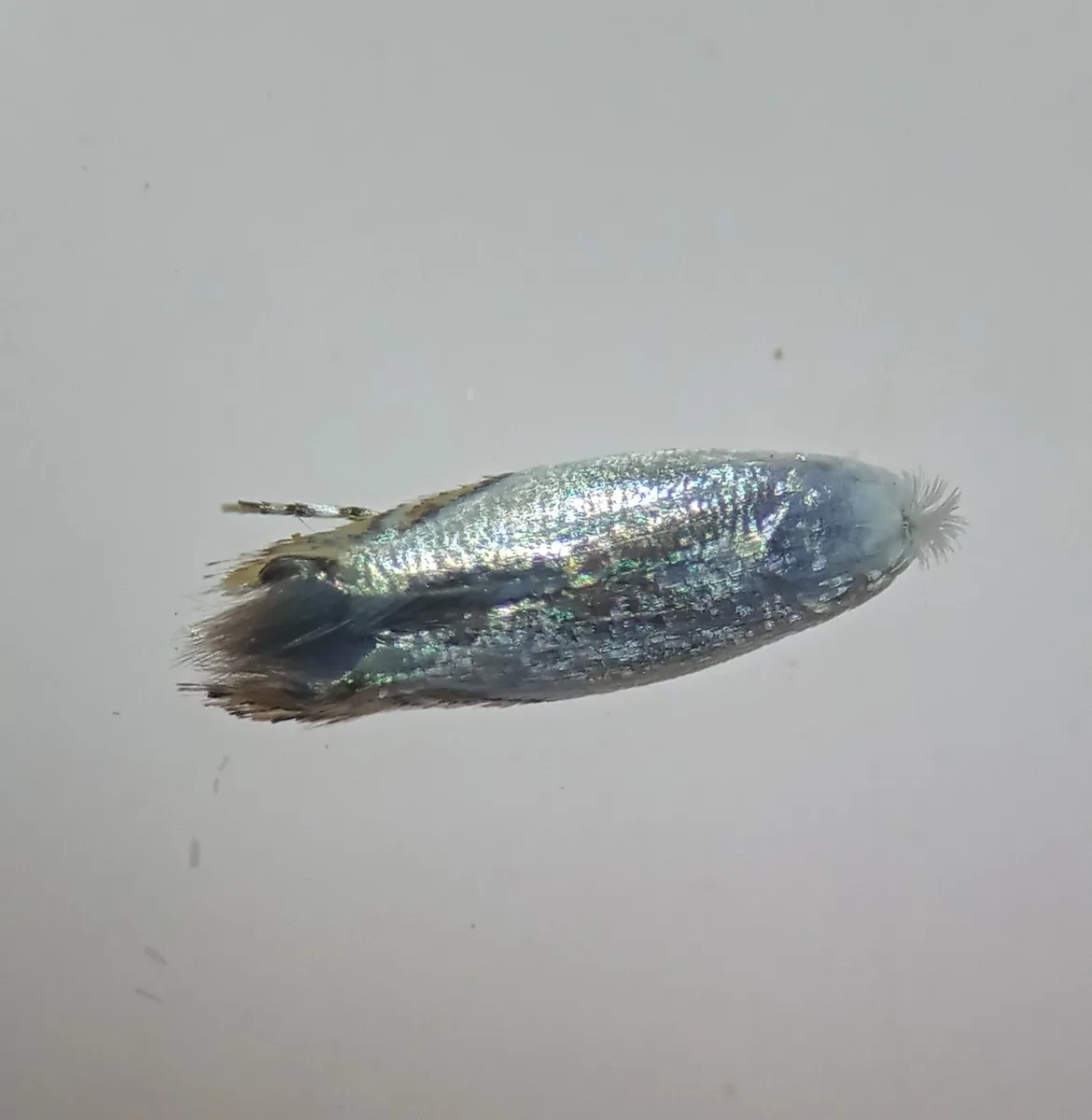 Leucoptera coffeella - photo 3