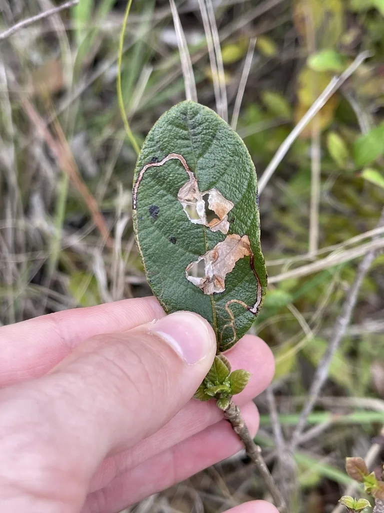 Leucoptera guettardella - photo 2