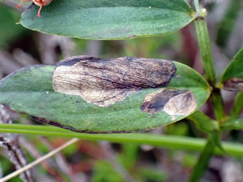 Leucoptera orobi