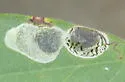 Leucoptera robiniella - Hodges#0481