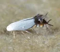 Leucoptera robiniella - Hodges#0481 - photo 4