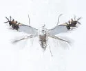 Leucoptera robiniella - Hodges#0481 - photo 5