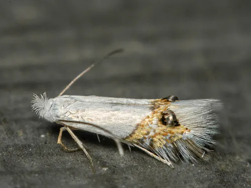 Leucoptera sinuella