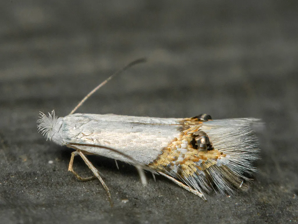 Leucoptera sinuella - photo 3
