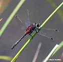 Crimson-ringed Whiteface - photo 3