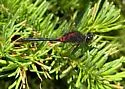 Crimson-ringed Whiteface - photo 4