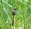 Hudsonian Whiteface - photo 4
