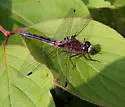 Belted Whiteface - photo 4