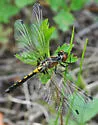 Belted Whiteface - photo 5