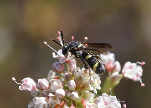 Leucospidae - photo 2