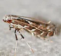 Leucospilapteryx venustella - Hodges#0698